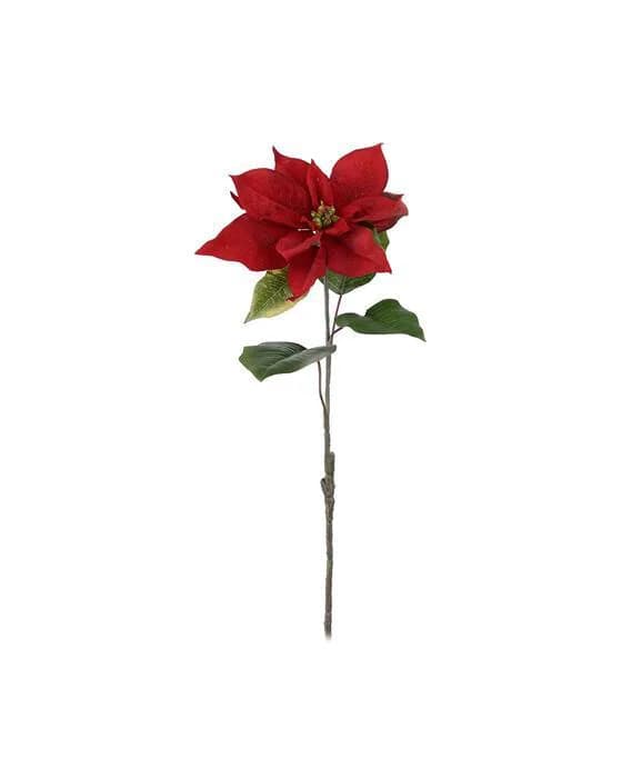 Weihnachtsstern Schnittblume rot