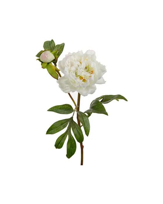 Peony Cut Flower White