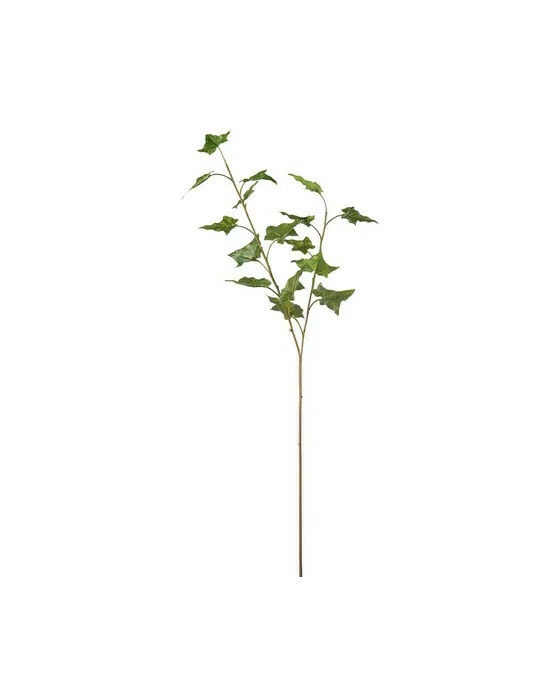 Efeu Schnittblume