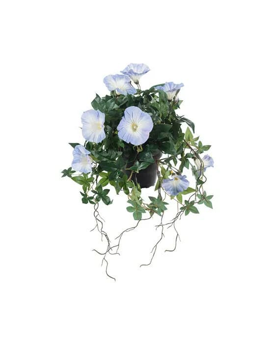 Ipomoea Tricolor Potted Plant Blue