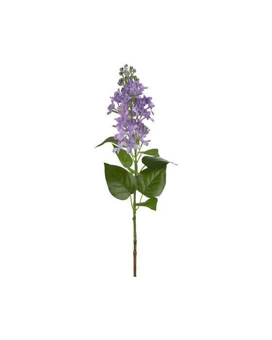Flieder Schnittblume Blaue