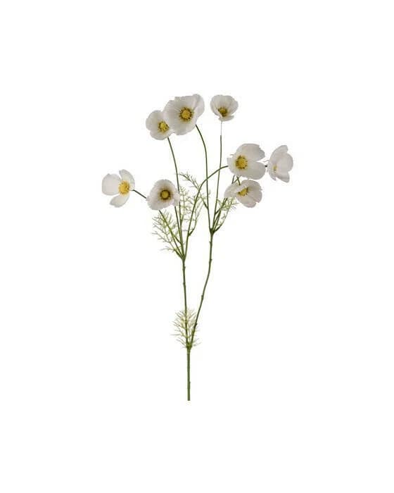 Cosmea Schnittblume weiß
