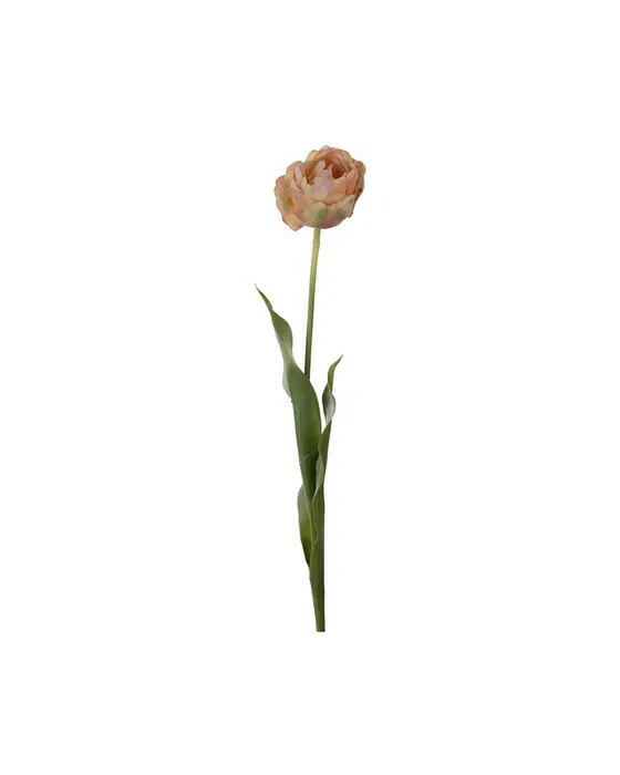 Tulpe schnittblume persika