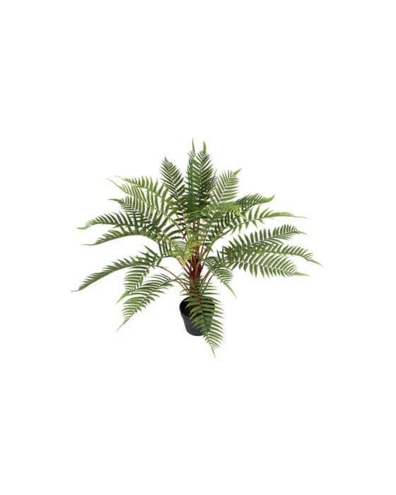 Fern Potted Plant green