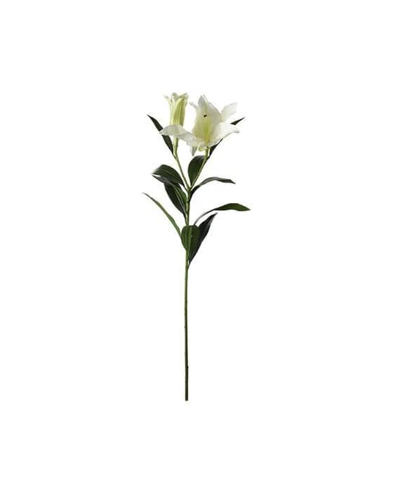 Lilie Schnittblume Creme
