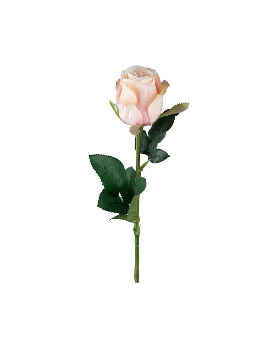 Rose Schnittblume hellrosa