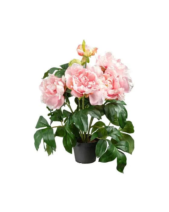 Pfingstrose Topfpflanze rosa
