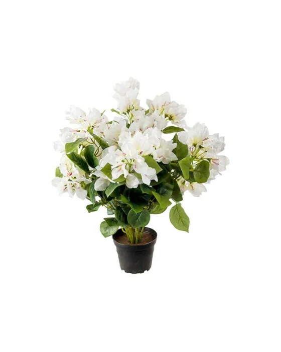 Bougainvillea Topfpflanze weiß