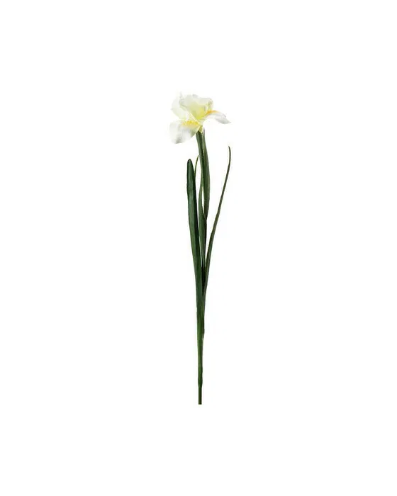 Iris schnittblume gelb