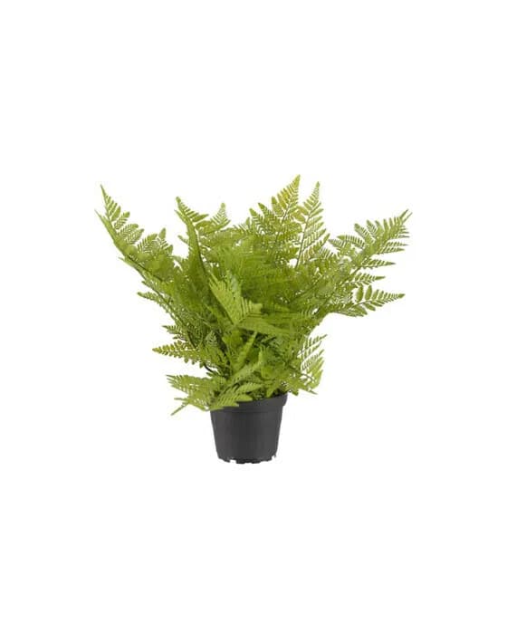 Fern Potted Plant green