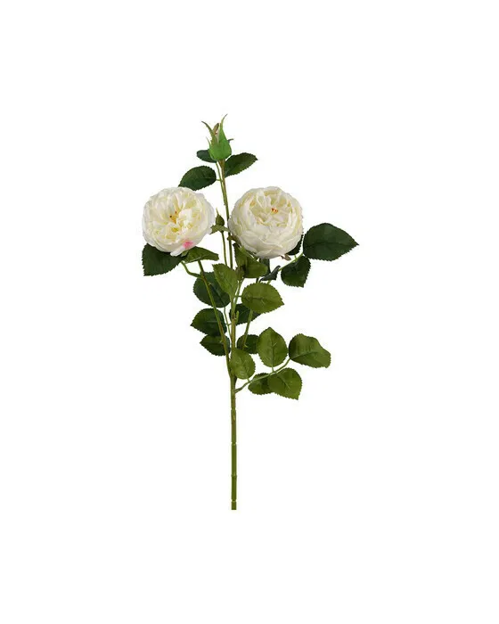 Rose Schnittblume Weiß