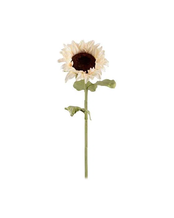 Sonnenblume Schnittblume cremefarben