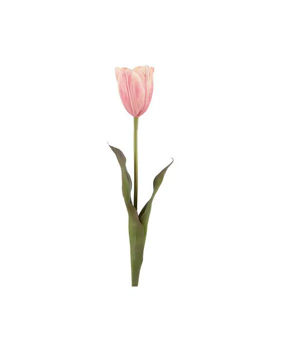 Tulpe Schnittblume rosa