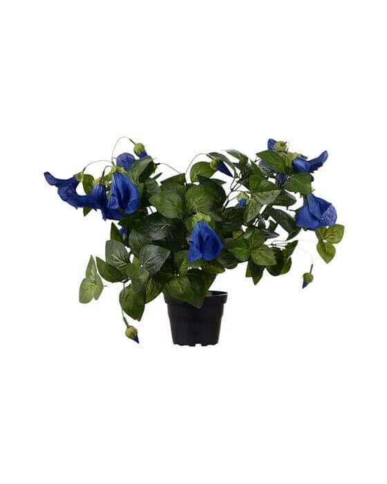 Petunia Topfpflanze blau