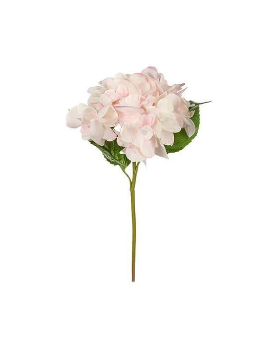 Hortensie Schnittblume rosa