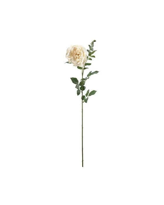 Rose schnittblume creme