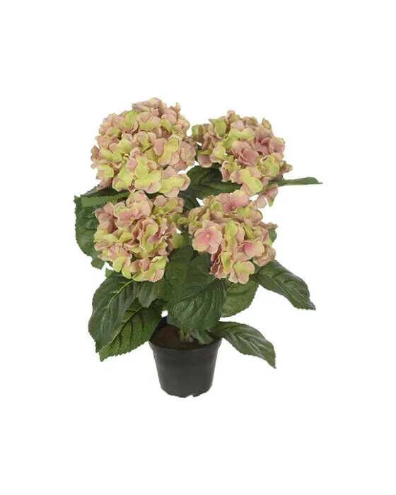 Hortensie Zimmerpflanze rosa/grün