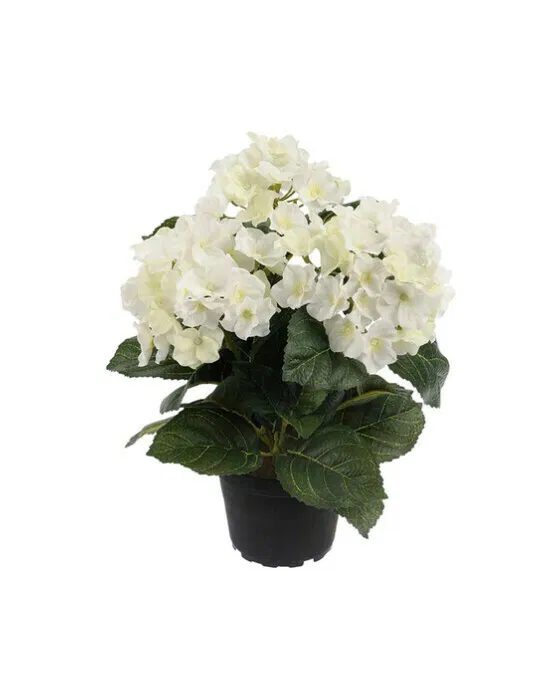 Hortensie Topfpflanze weiß