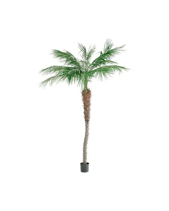 Phoenix Palm Tree