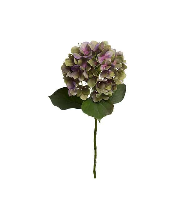 Hortensie Schnittblume lila/grün