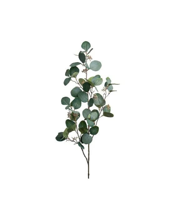 Eukalyptus Schnittblume grün