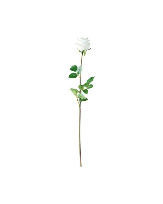 Rose Cut Flower White
