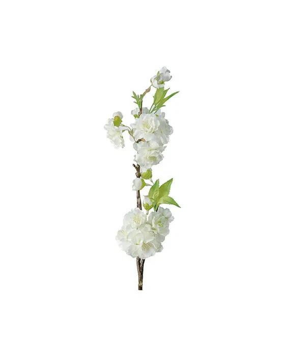 Kirschblütenzweig Schnittblume weiß
