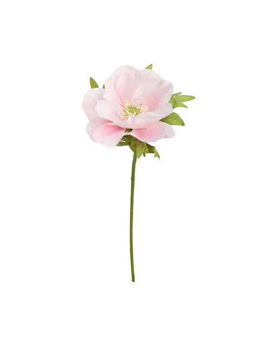 Anemone Schnittblume Hellrosa