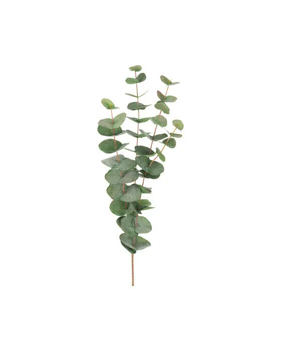 Eukalyptus Schnittblume grün