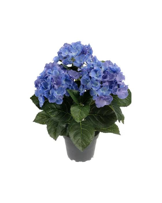 Hortensie Zimmerpflanze blau