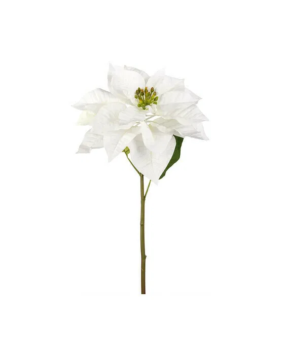 Weihnachtsstern Schnittblume weiß