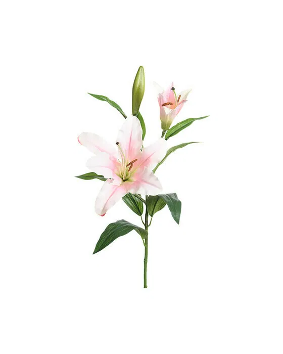 Lily Cut Flower White/Pink