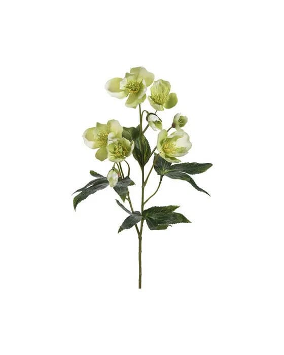 Christrose Schnittblume grau