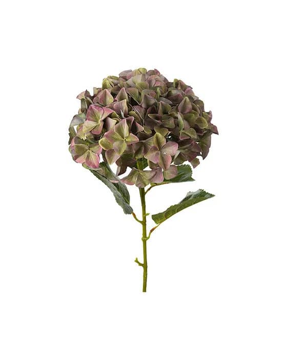 Hortensie Schnittblume lila