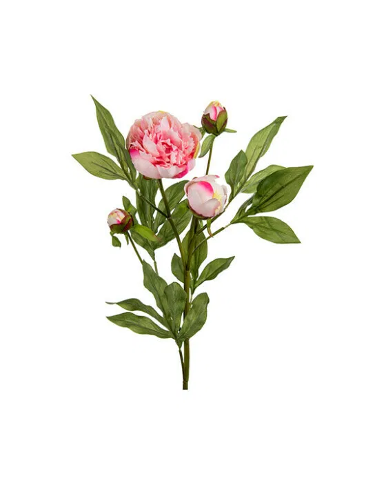 Pfingstrose Schnittblume rosa