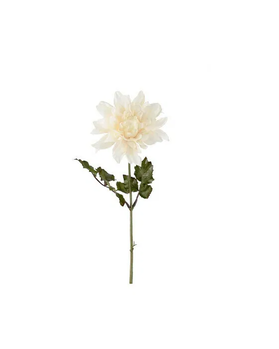 Dahlie Schnittblume weiß