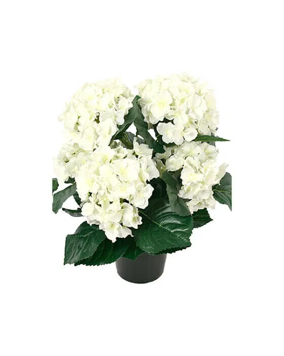 Hortensie Zimmerpflanze weiß