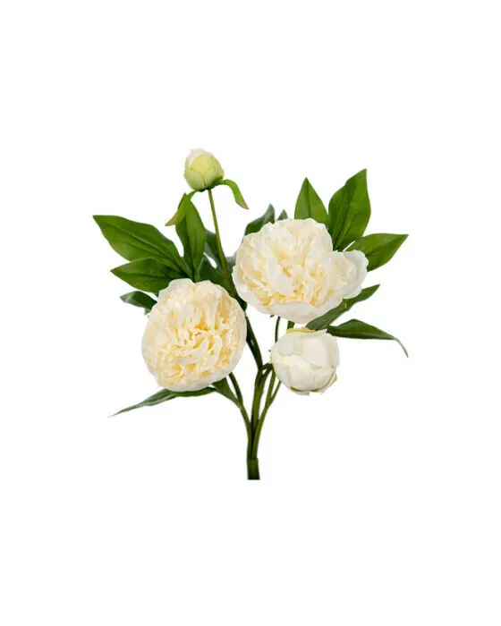 Peony Cut Flower White