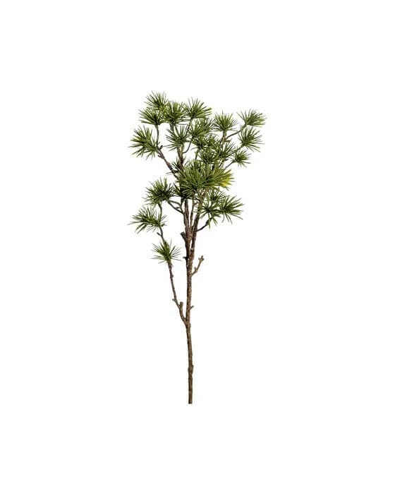 Larch Branch Green