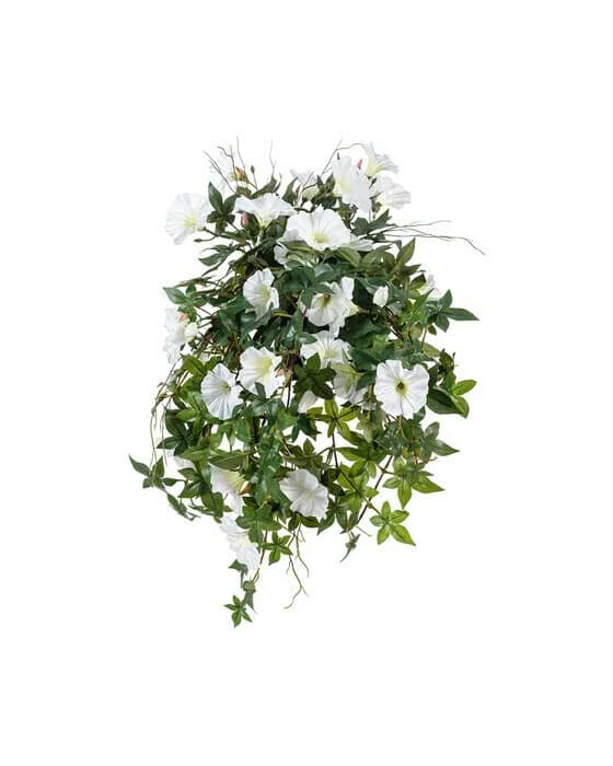 Ipomoea Tricolor Potted Plant White