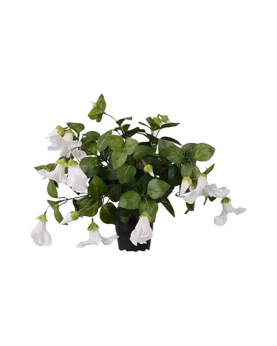 Petunia Potted Plant White