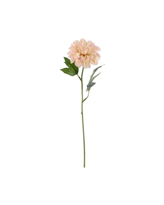Zinnia Schnittblume rosa