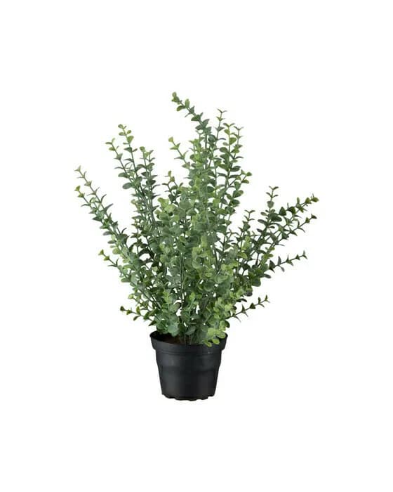 Eucalyptus Potted Plant