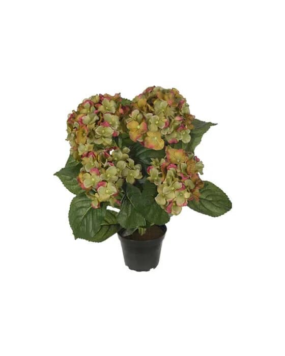 Hortensie Zimmerpflanze grün