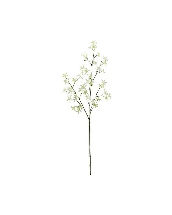 Saxifraga schnittblume weiß