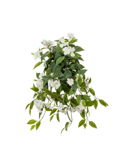 Impatiens Hawkeri Potted Plant White