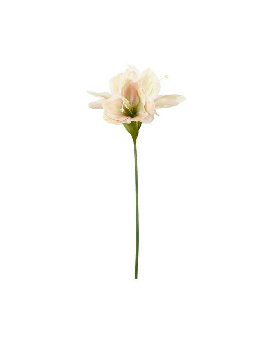 Amaryllis Schnittblume gelb