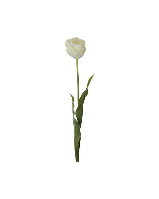 Tulpe Schnittblume cream