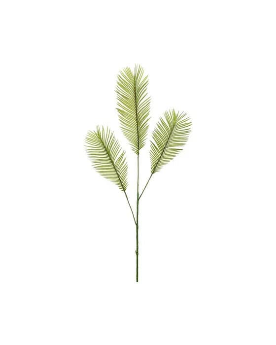 Cycas Leaf Green