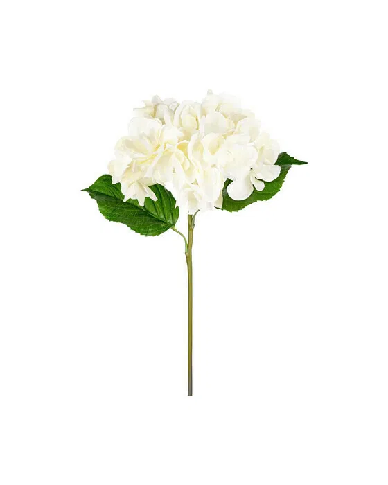 Hortensie Schnittblume weiß